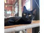 Chungus, Domestic Shorthair For Adoption In Fernandina Beach, Florida