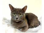 Lavender, Russian Blue For Adoption In West Hills, California