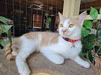 Colton, Domestic Shorthair For Adoption In East Brunswick, New Jersey