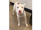 Shandy Vi 58, American Pit Bull Terrier For Adoption In Cleveland, Ohio