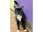 James Bond, Domestic Shorthair For Adoption In Benbrook, Texas