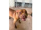 Smiles, American Pit Bull Terrier For Adoption In Duncan, Oklahoma