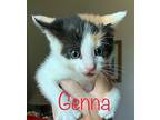 Genna, Calico For Adoption In St. Francisville, Louisiana