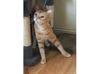 Tangy, Domestic Shorthair For Adoption In Los Angeles, California