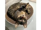 Roscoe, Domestic Shorthair For Adoption In Los Angeles, California