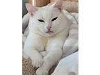 Snowy, Domestic Shorthair For Adoption In Los Angeles, California