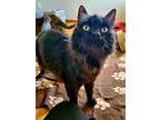 Atlas, Domestic Longhair For Adoption In Spring Grove, Illinois