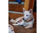 Elsa, Terrier (unknown Type, Medium) For Adoption In Candler, North Carolina