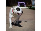 Gallagheerrr, American Pit Bull Terrier For Adoption In The Colony, Texas