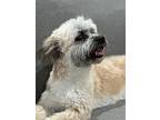 Marshmallow, Wheaten Terrier For Adoption In Ridgecrest, California