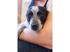 Johnny Cash, Australian Terrier For Adoption In Ridgecrest, California