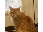 Mitch, Domestic Mediumhair For Adoption In Toronto, Ontario