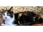 Marilyn Monroe, Domestic Shorthair For Adoption In San Luis Obispo, California