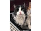 Simon, Domestic Shorthair For Adoption In Arlington, Virginia