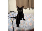 Shego, Domestic Shorthair For Adoption In Guelph, Ontario