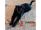 Pugsley, Domestic Shorthair For Adoption In Lincoln, Nebraska