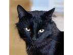 Handsome, Domestic Longhair For Adoption In Alameda, California