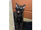 Angelica Schuyler, Domestic Shorthair For Adoption In Columbia, South Carolina