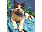 Lipton, Domestic Shorthair For Adoption In Columbia, South Carolina