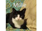 Millie Ortiz 0216, Domestic Shorthair For Adoption In Dallas, Texas