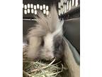 Einstein, Lionhead For Adoption In Laurens, South Carolina