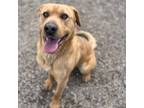 Hudson, Golden Retriever For Adoption In Salt Lake City, Utah