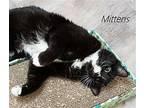 Mittens, Domestic Mediumhair For Adoption In St. George, Utah