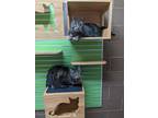 Gb *bonded Pair*, Domestic Shorthair For Adoption In Wausau, Wisconsin