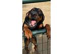 Raven, Doberman Pinscher For Adoption In Nuevo, California