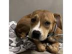 Rusty, Terrier (unknown Type, Medium) For Adoption In Des Moines, Iowa