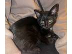 Guinness 4243, Domestic Shorthair For Adoption In Bonsall, California