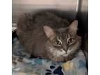 Maleficent, Domestic Mediumhair For Adoption In Lewiston, Maine