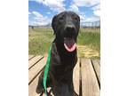 Malachi, Labrador Retriever For Adoption In Yreka, California