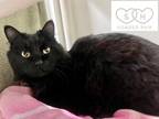 Luni, Domestic Mediumhair For Adoption In Bellevue, Washington