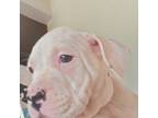 Olde Bulldog Puppy for sale in Lima, OH, USA