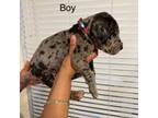 Great Dane Puppy for sale in Dallas, TX, USA