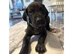 Great Dane Puppy for sale in Dallas, TX, USA