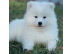 Samoyed Puppy for sale in Lyons, MI, USA