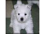 West Highland White Terrier Puppy for sale in Sylvania, GA, USA