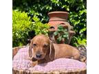 Dachshund Puppy for sale in Granite Bay, CA, USA