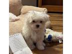 Maltese Puppy for sale in Indio, CA, USA