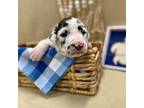 Great Dane Puppy for sale in El Dorado Springs, MO, USA