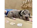 Great Dane Puppy for sale in El Dorado Springs, MO, USA