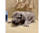 Great Dane Puppy for sale in El Dorado Springs, MO, USA