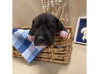 Great Dane Puppy for sale in El Dorado Springs, MO, USA