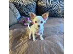 Chihuahua Puppy for sale in Little Rock, AR, USA