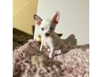 Chihuahua Puppy for sale in Little Rock, AR, USA