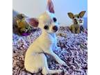 Chihuahua Puppy for sale in Little Rock, AR, USA