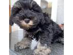 Schnauzer (Miniature) Puppy for sale in Oxnard, CA, USA