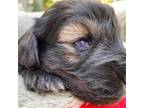 Schnauzer (Miniature) Puppy for sale in Oxnard, CA, USA